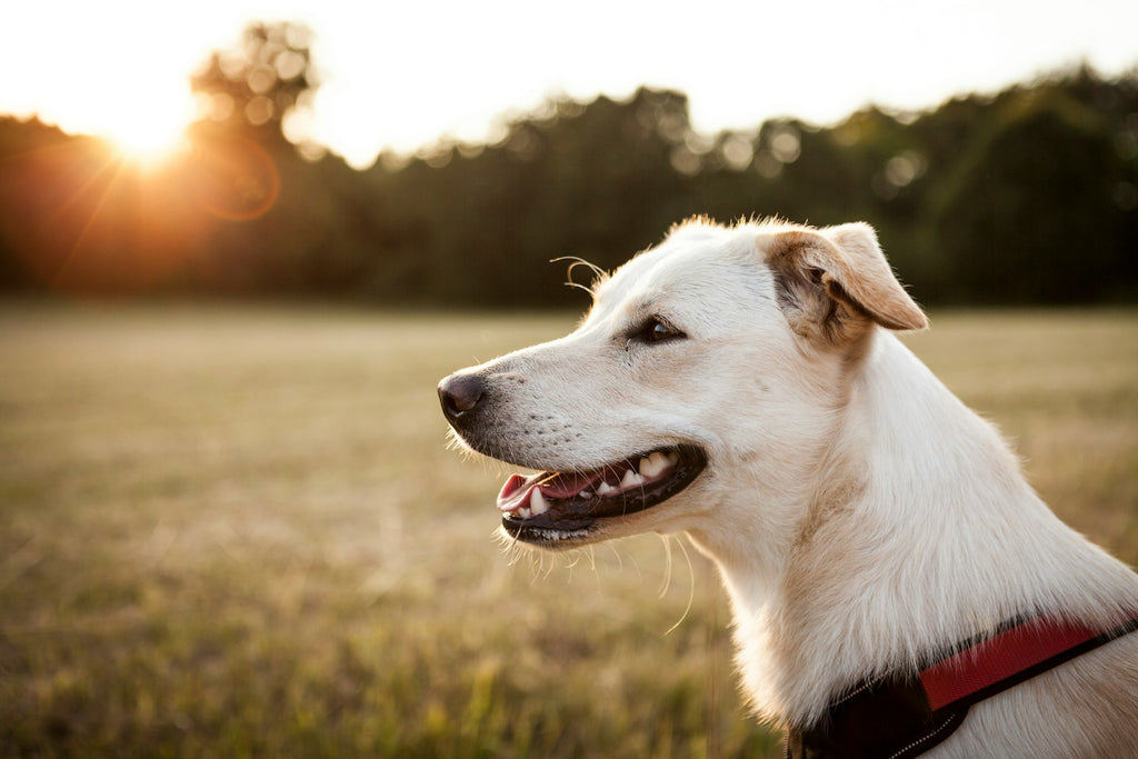 Die Bedeutung eines Vitamin-D-Tests für die Gesundheit Ihres Hundes