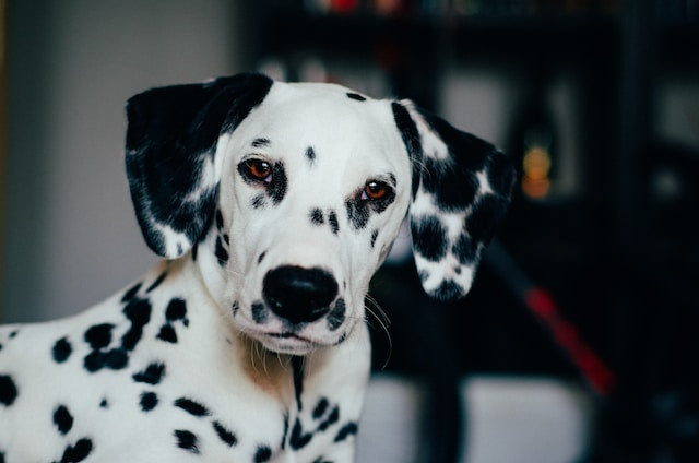 DNA Rassetest für Hunde: Das Geheimnis der Abstammung entschlüsselt