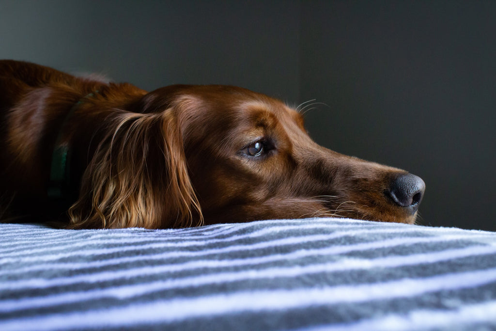 Symptome, Behandlung - der Krebstest für Hunde