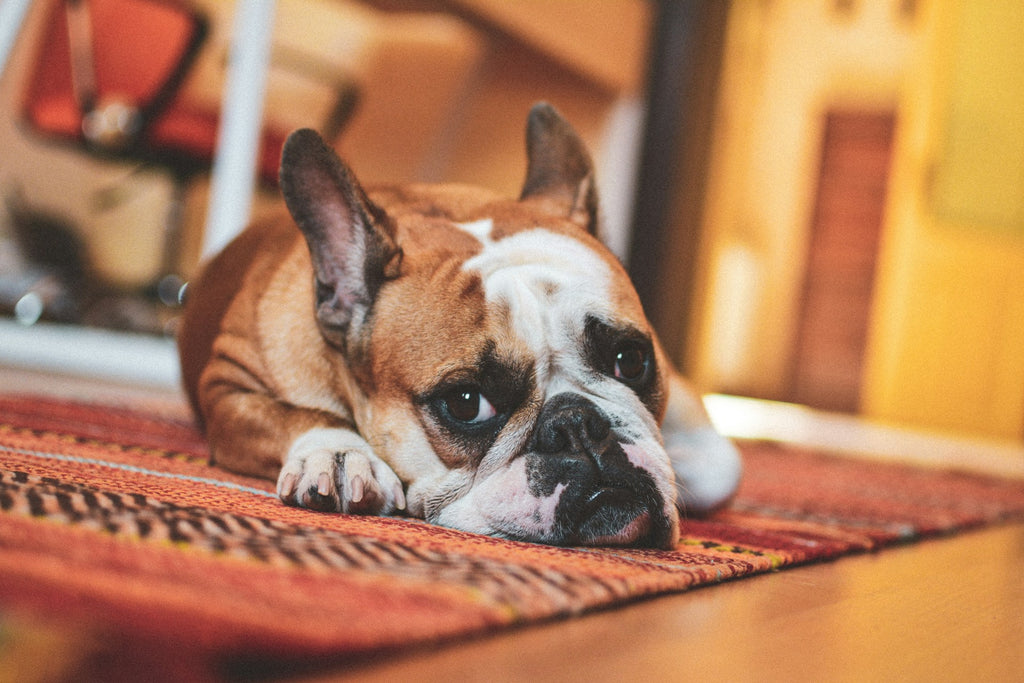 Rote Ohren bei Hunden - Ein Warnsignal für Futterallergien